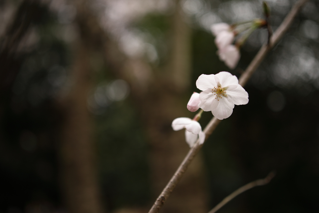 ボケの(ノ・ω・)ノオオオォォォ-３