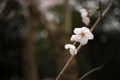 ボケの(ノ・ω・)ノオオオォォォ-3