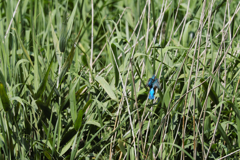 遠ければ追えそう8