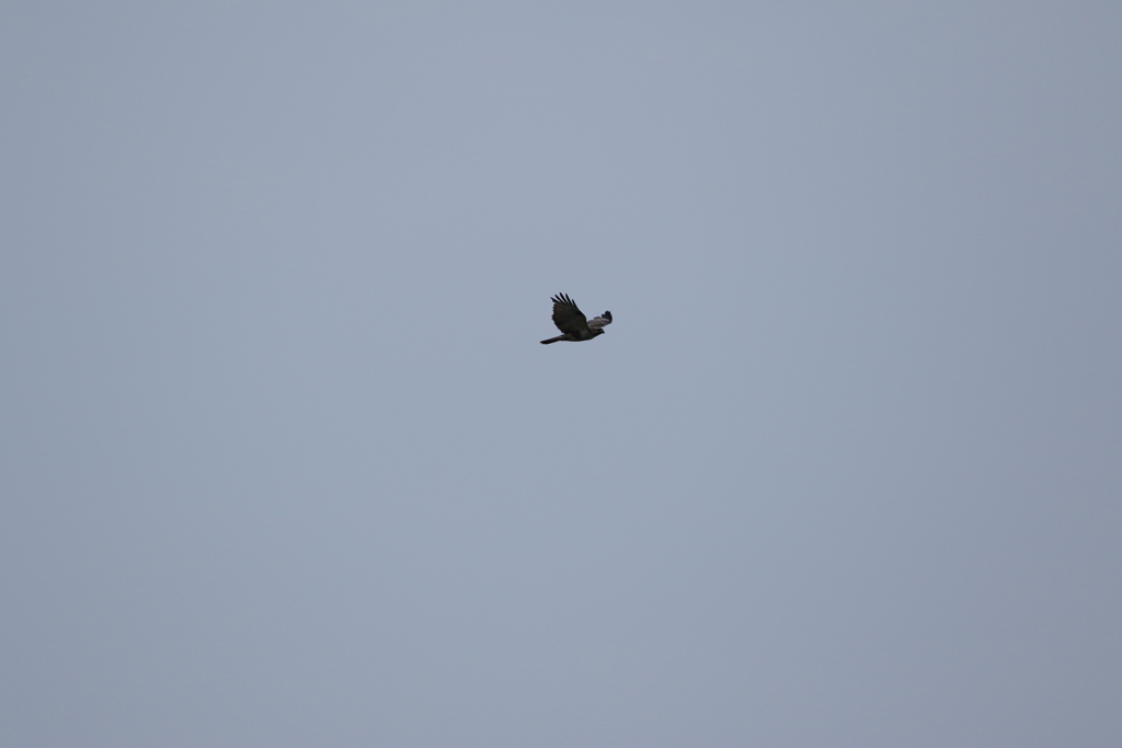 知床峠の猛禽