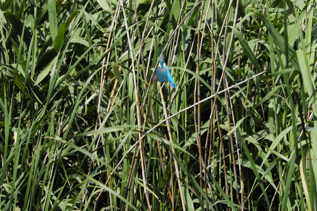 遠ければ追えそう５