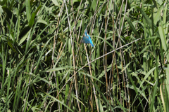 遠ければ追えそう5