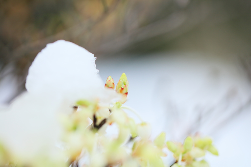 名残雪②