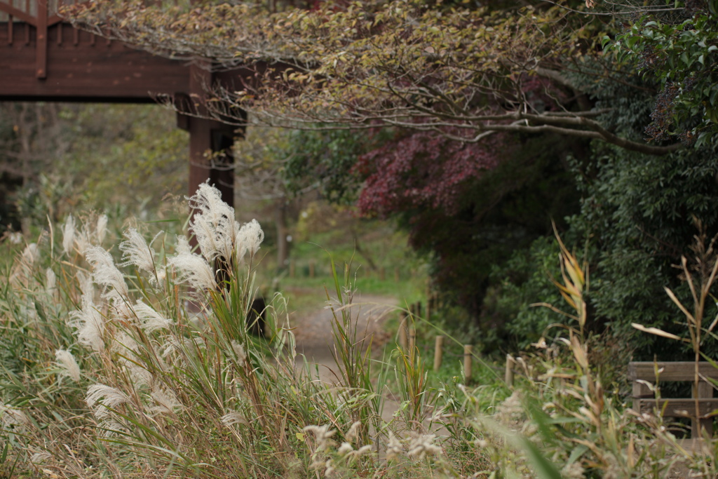 大和市の晩秋３
