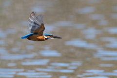 横っ飛びも撮れたよ