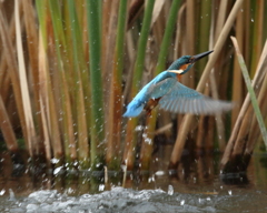 水絡み（1/320SS）
