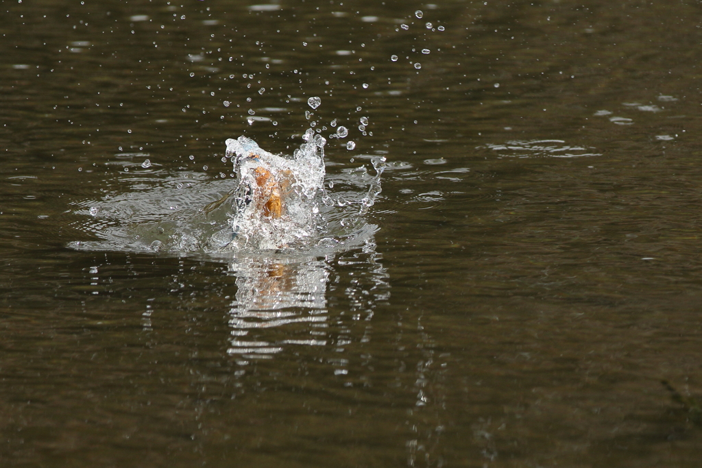 カワセミ５、全身ぬる