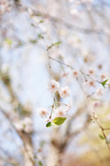 しだれ桜