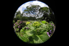 もうすぐ咲くよう