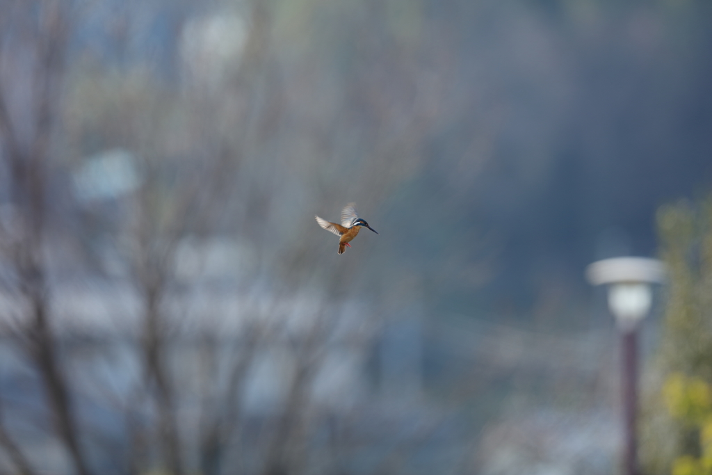 久々のかわちゃん
