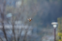 久々のかわちゃん