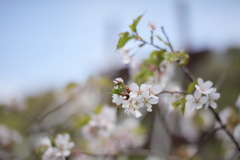 霞桜③