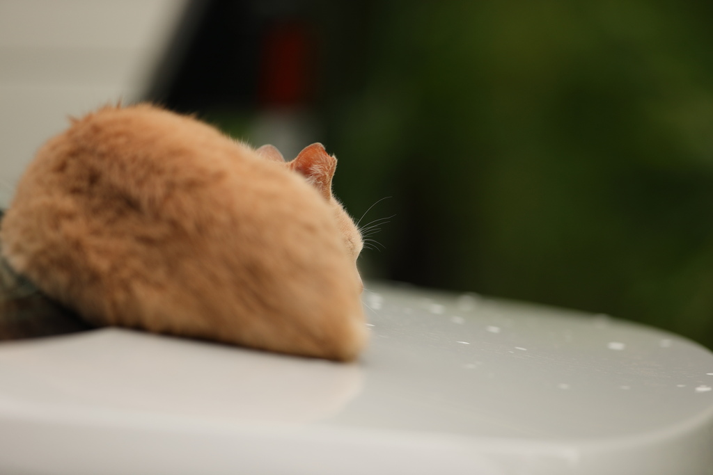 BMのトランクは気持ちいいニャー
