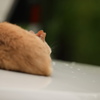 BMのトランクは気持ちいいニャー