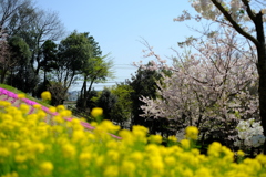 春爛漫Ⅲ