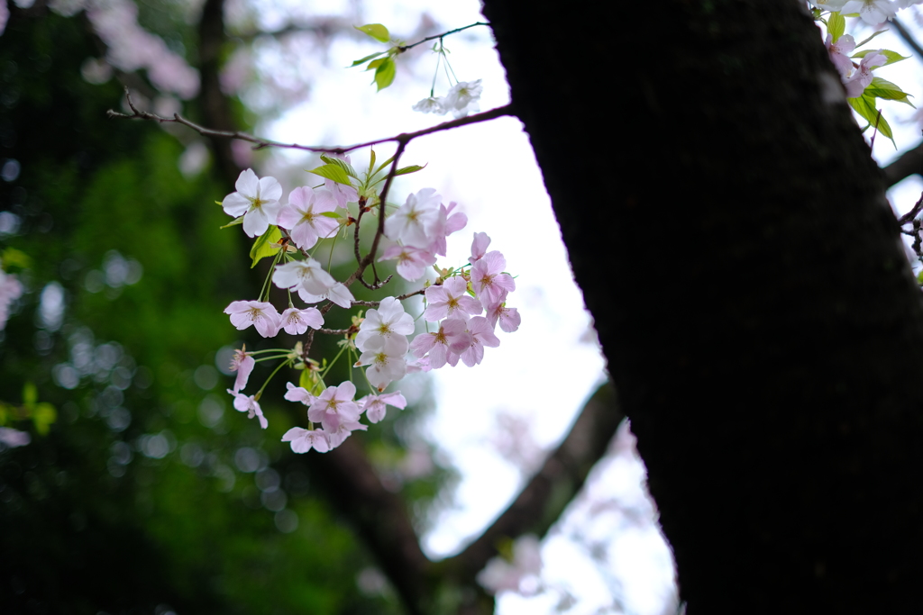 桜①