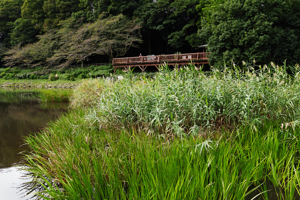 18㎜でカワセミ撮影１