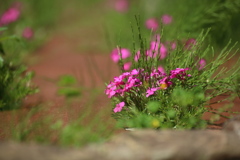 芝ざくら