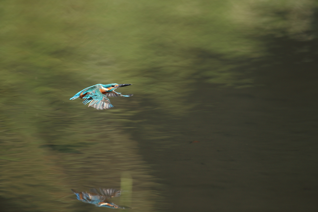 羽がボロボロ２