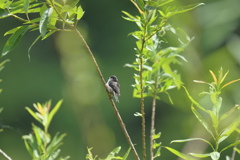 モフモフの子４