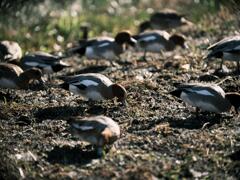 カモちゃん達、食事中