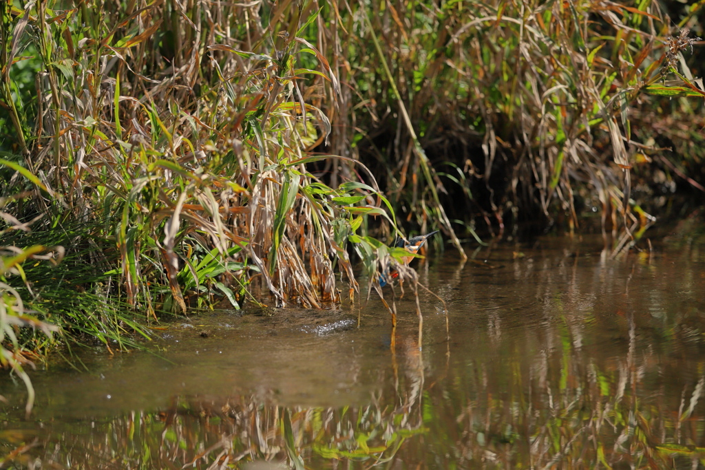 被った２、体が
