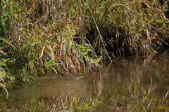 被った２、体が