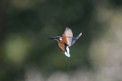 ホバも撮れたよ４