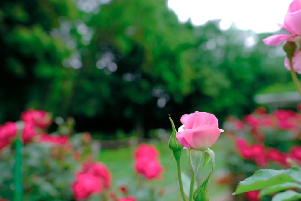 薔薇