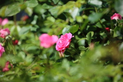 薔薇２