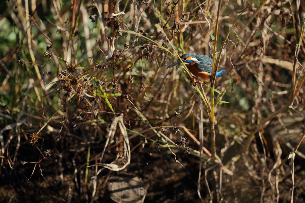 絡まった、まだ抜けられない