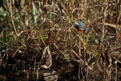 絡まった、まだ抜けられない