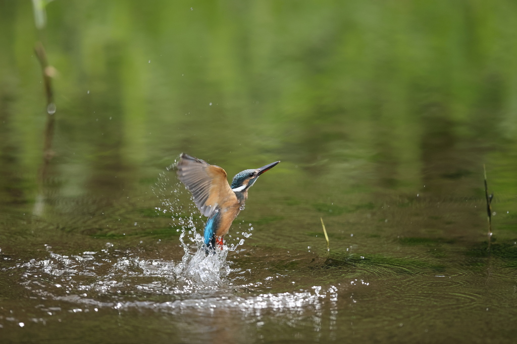 秒間16枚を見よ４
