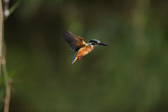 久し振りのホバ１