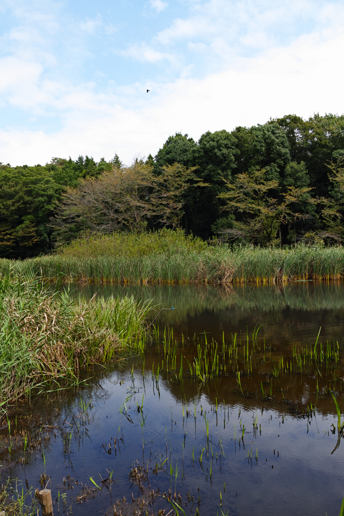 マイフィールド