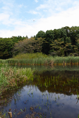 マイフィールド