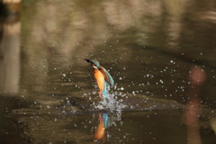 今度こそ羽？目で・・・