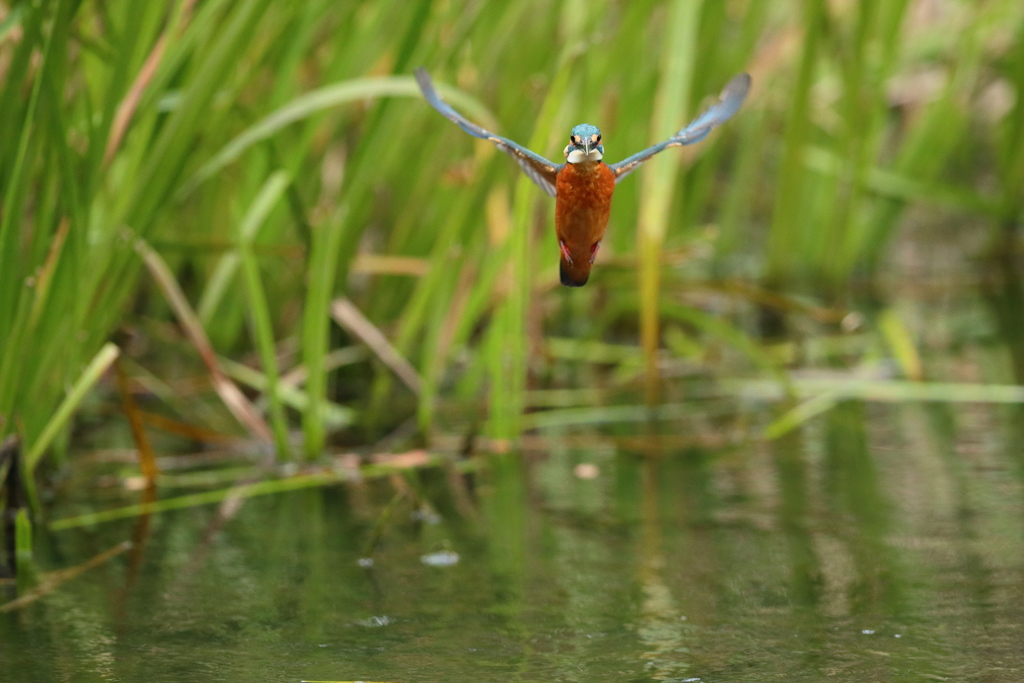 ホバだよね・・・２