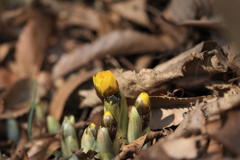 春よ来い（４００マクロ）