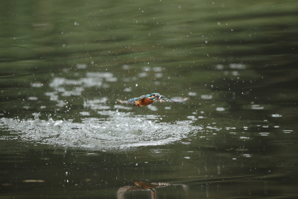 久しぶりの水がらみ７