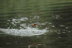 久しぶりの水がらみ7