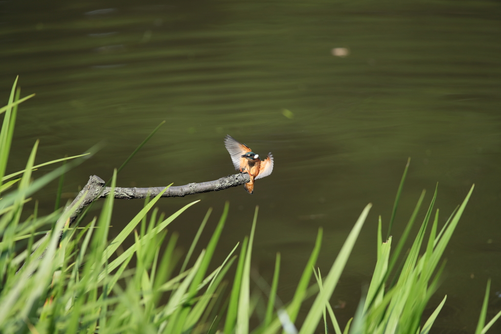 ランディングギヤダウン１