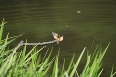 ランディングギヤダウン１