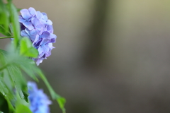 とりあえず季節もの