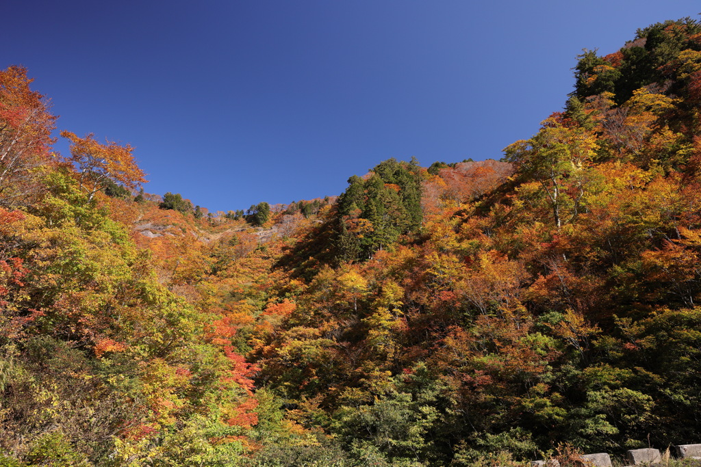 色づく山麓２