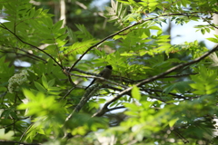 然別湖の鳥さん１