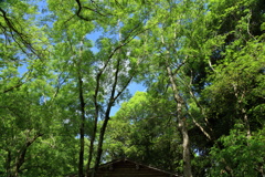 上高地に行った気分に・・・