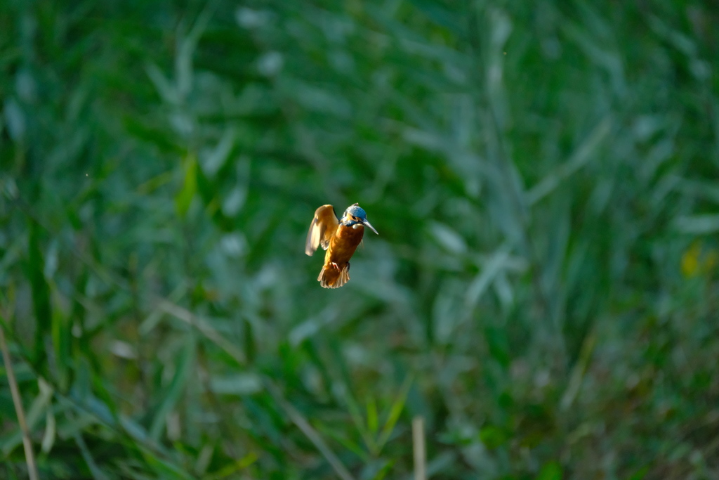 ミラーレスでも