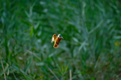 ミラーレスでも