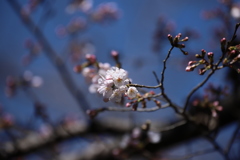 満開は・・・まだ